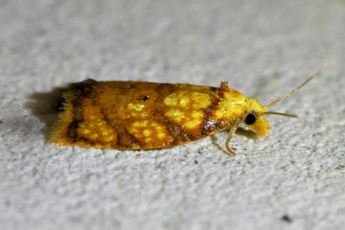 Acleris bergmanniana